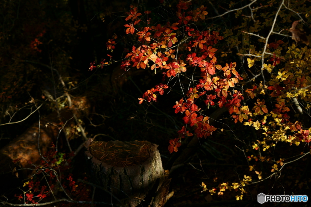 足元に浮かんで