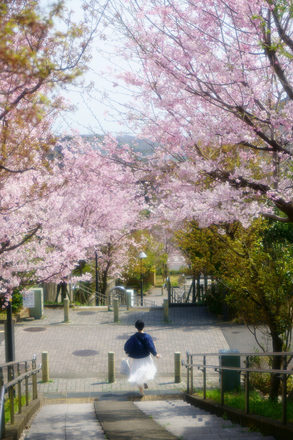 揺れる花のなか