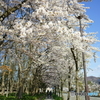 桜トンネル