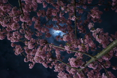 朧月の夜