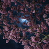 朧月の夜