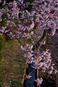 寒桜