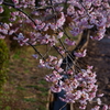 寒桜