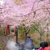 さくらトンネル