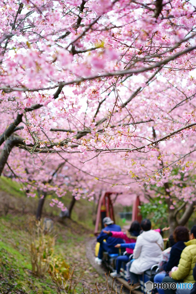 桜色トンネル
