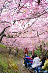 桜色トンネル