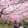 桜色トンネル