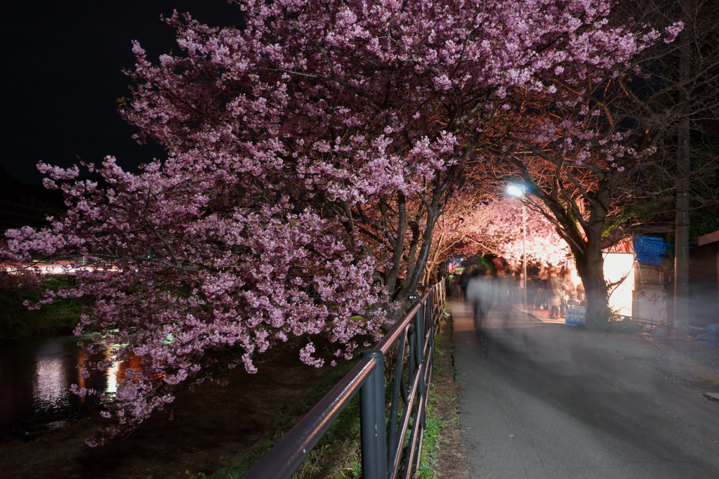 河津夜桜見物