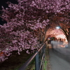河津夜桜見物