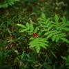 紅一葉