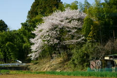 満開のわずかなときを