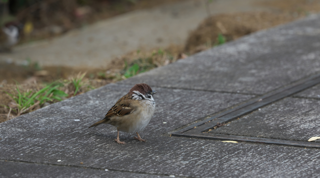 雀のスーさん