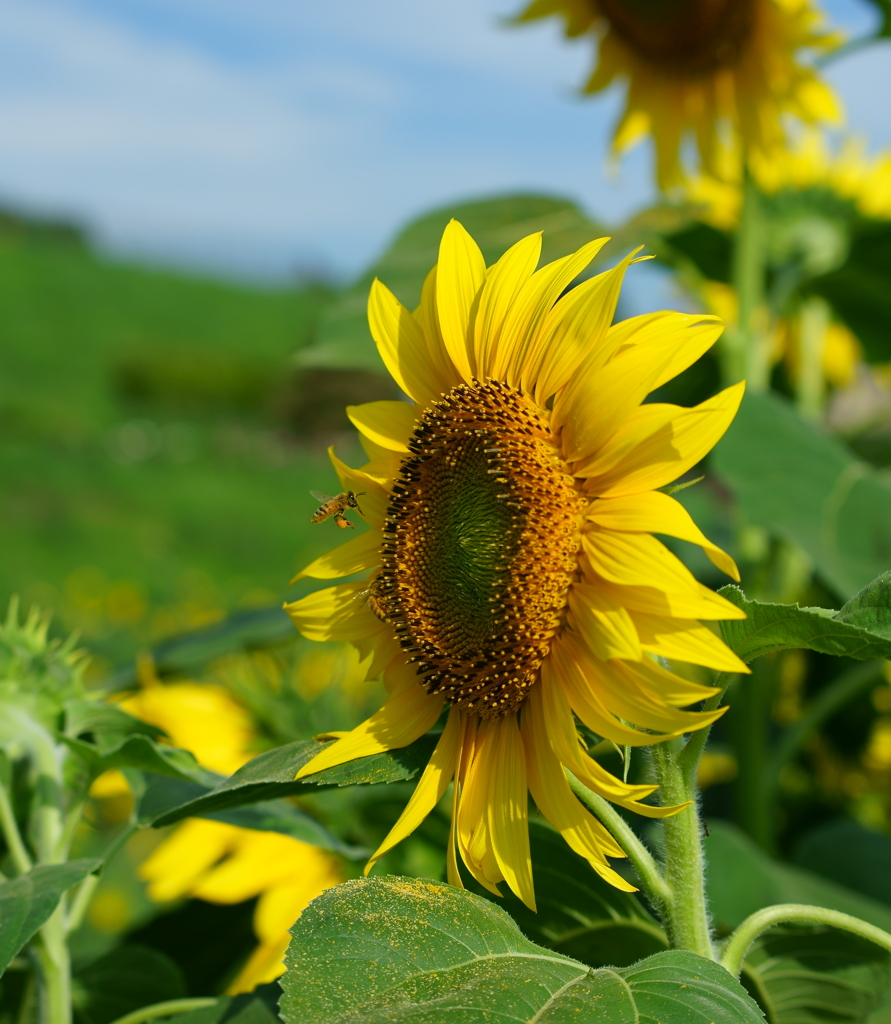 夏の休暇と働きバチ