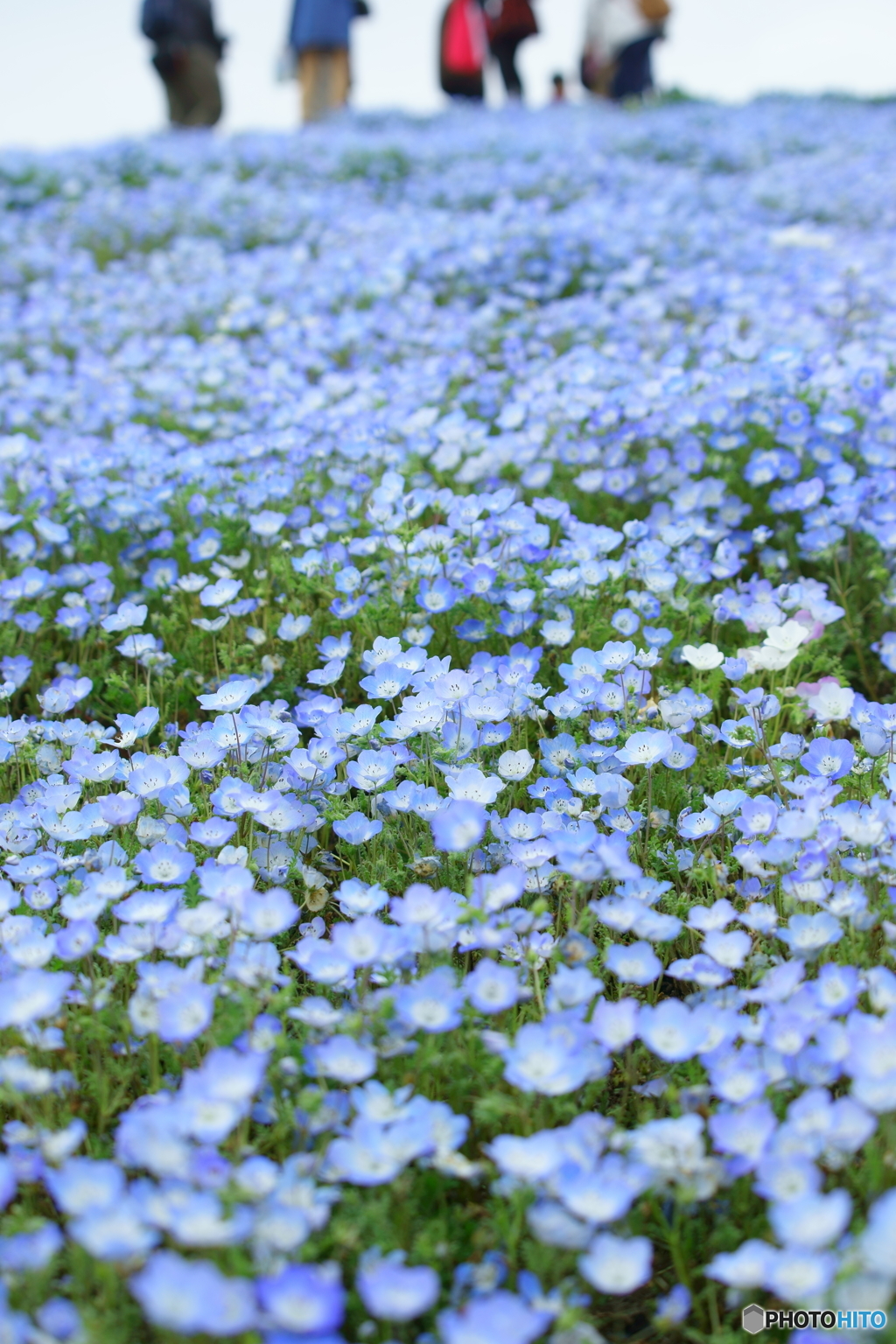 ベイビーブルーアイズ