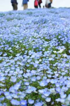 ベイビーブルーアイズ