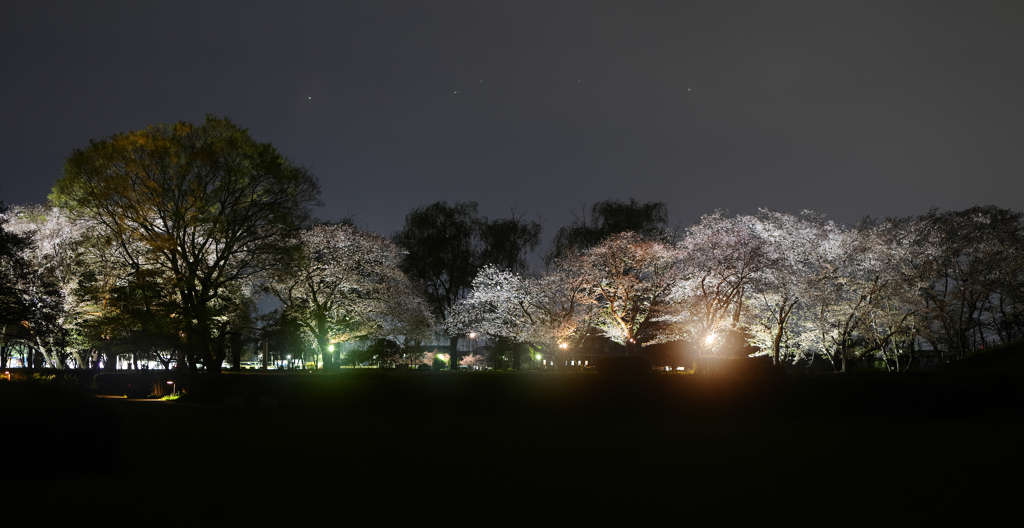 R5 丸墓山 夜桜