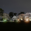 R5 丸墓山 夜桜
