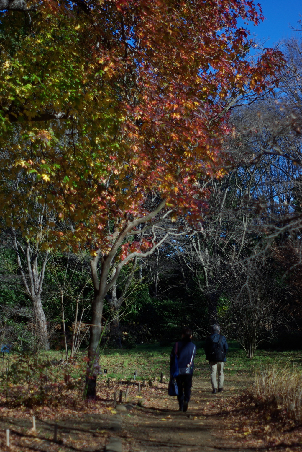 Super Takumar 55mm F1.8　その５