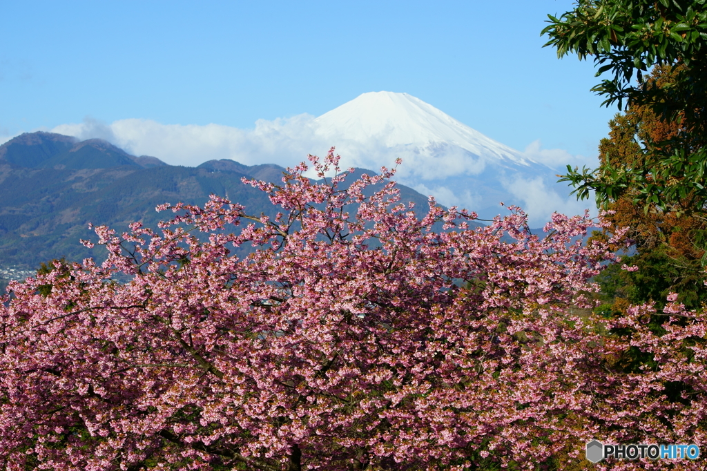 松田桜まつり