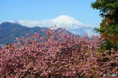 松田桜まつり