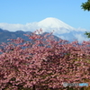松田桜まつり