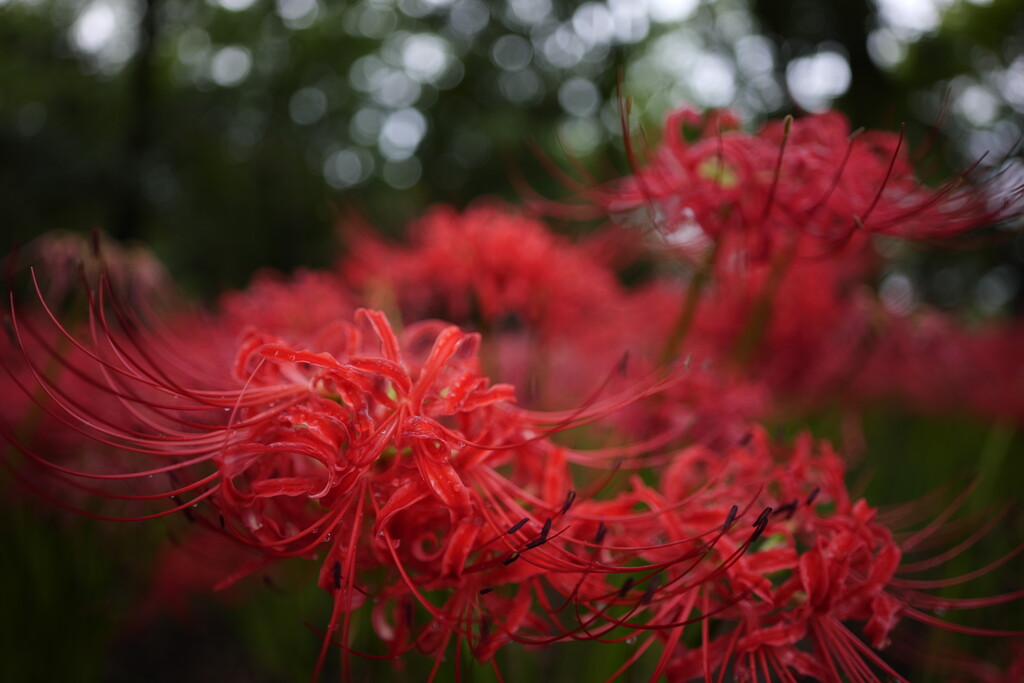 曼珠沙華