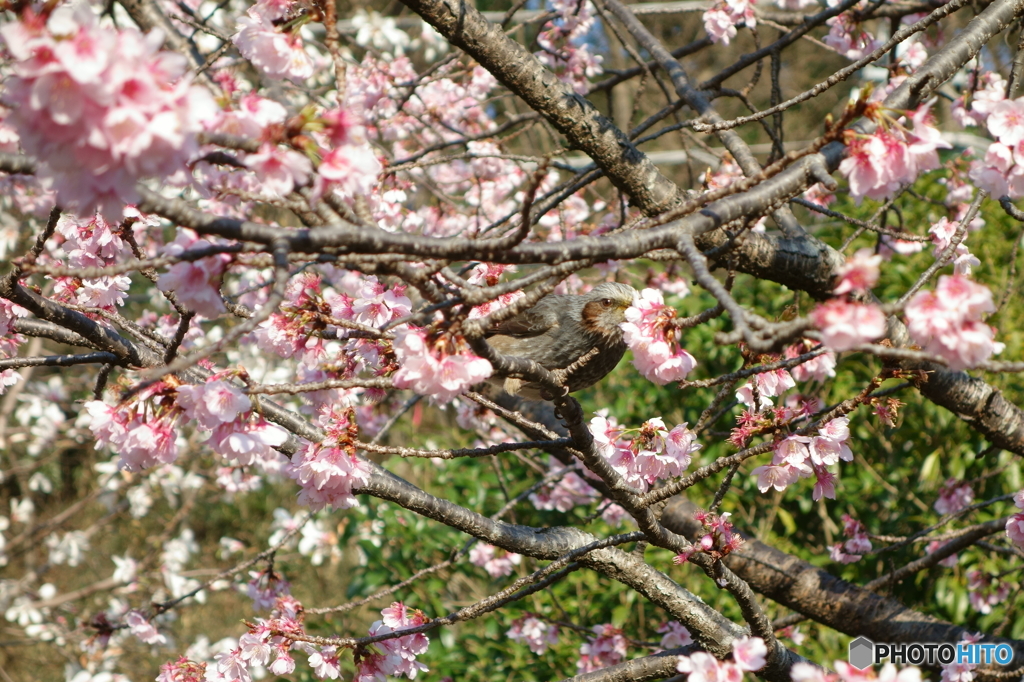 美味しい春がきた