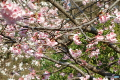 美味しい春がきた