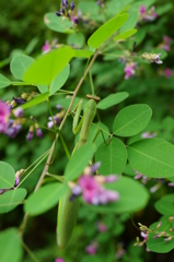 葉影のハンター