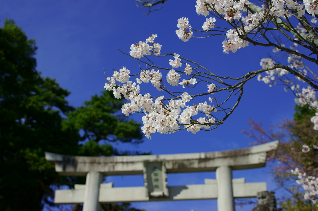 春の藍空のもと