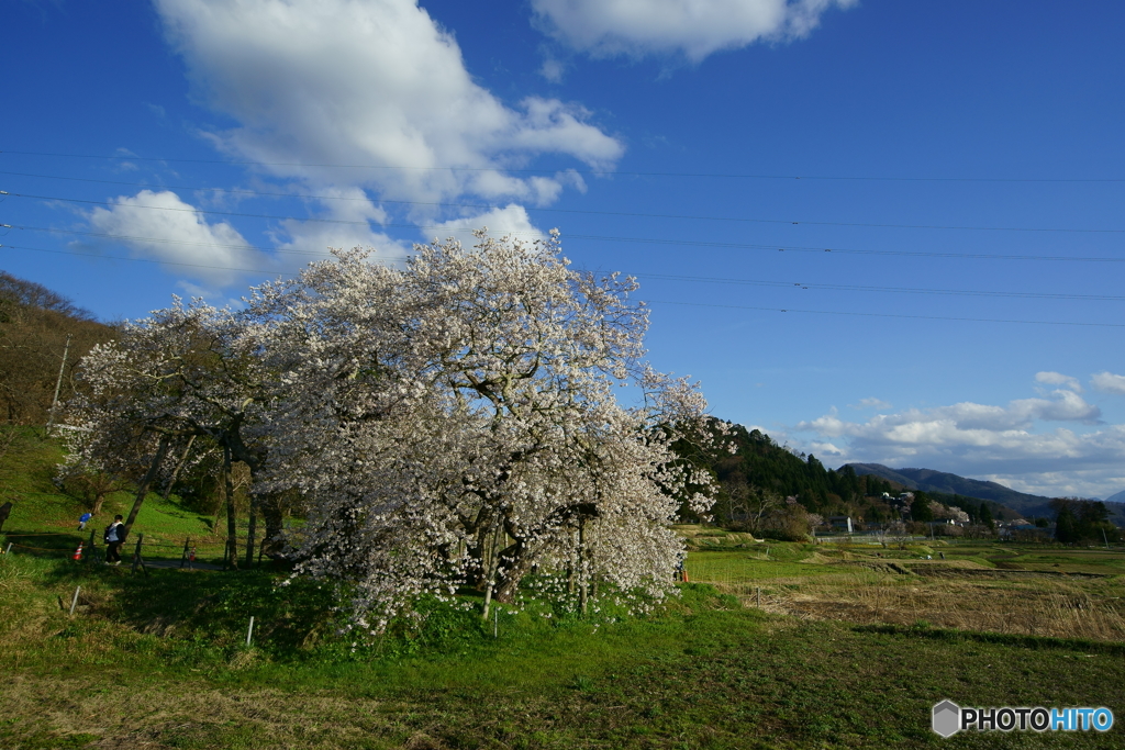 石部桜