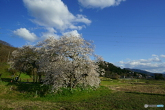 石部桜