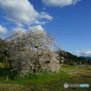 石部桜