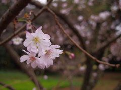 秋の桜
