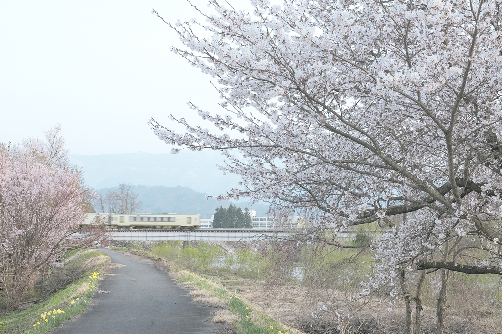 桜と故郷の記憶