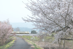 桜と故郷の記憶