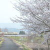 桜と故郷の記憶