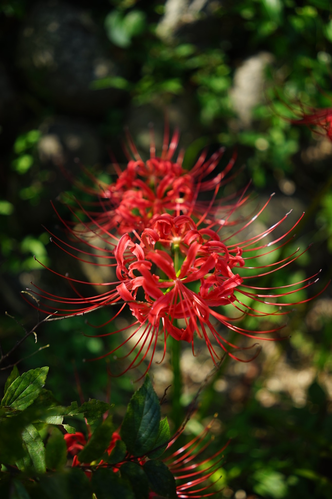 秋の訪れを告げる