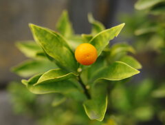 道草