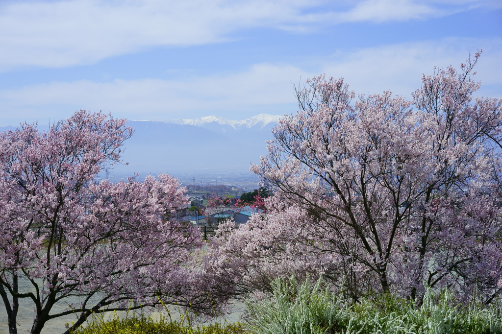 御坂の桜