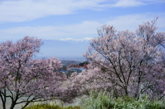 御坂の桜