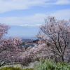 御坂の桜