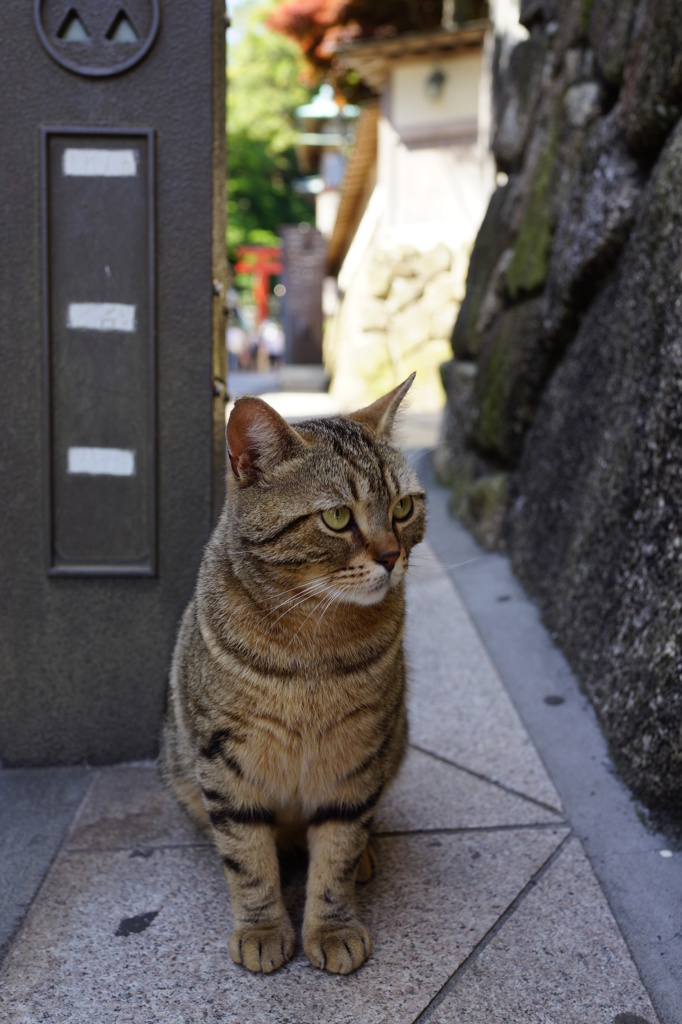 何かくれるなら触らせてやらないでもないがニャ