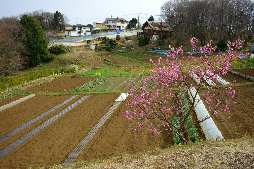 身近な里山