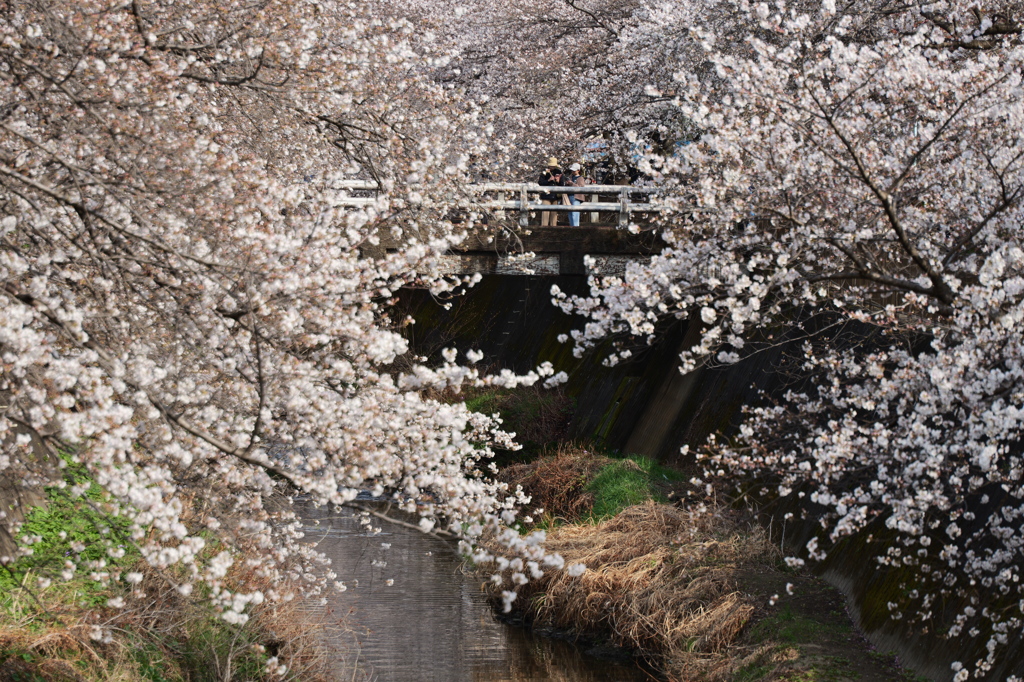 桜橋