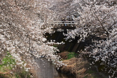 桜橋