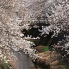 桜橋
