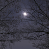 夜桜