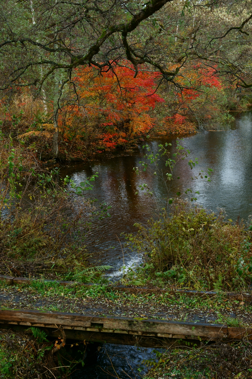 秋雨の切れ間に