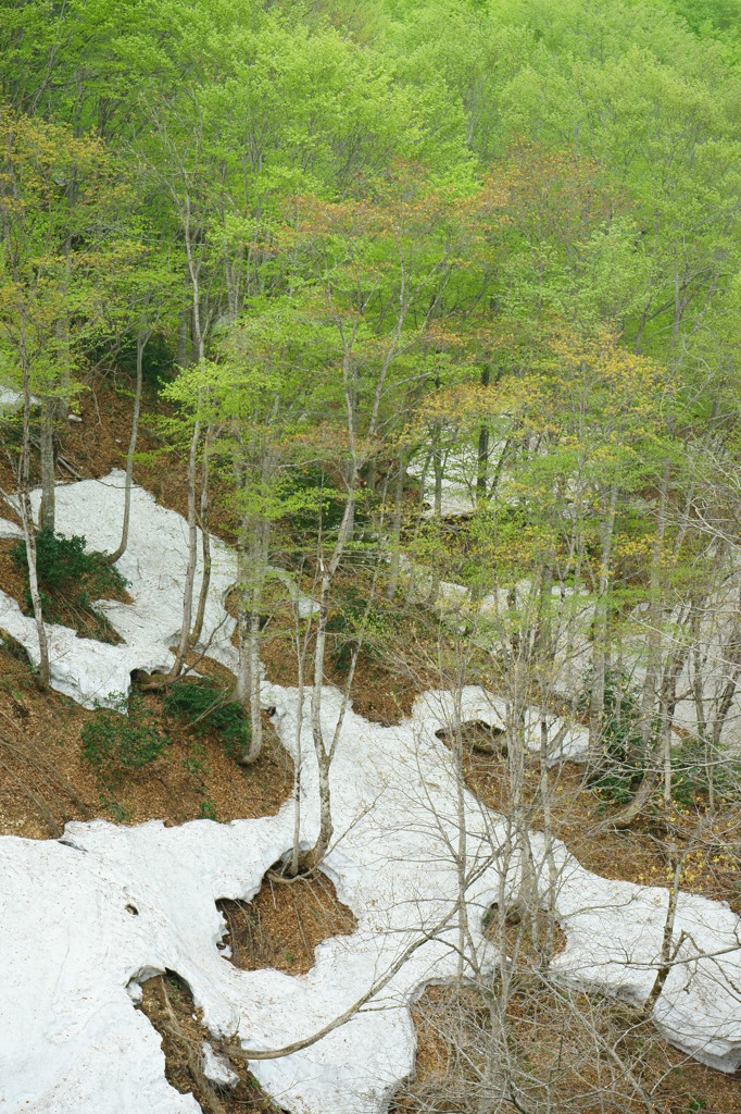 山の雪解け